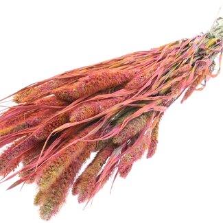 QC Dried Setaria | Colour: Multicoloured Cherry Colour | Setaria Dried Flowers | Length ± 70 centimetres | Weight 210 grams | Per bunch