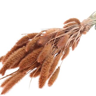 QC Getrocknete Setaria | Farbe: Perlenorange | Setaria Trockenblumen | Länge ± 70 Zentimeter | Gewicht 210 Gramm | Pro Bund