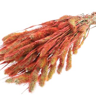 QC Dried Setaria | Colour: Multicoloured Red | Setaria Dried Flowers | Length ± 70 centimetres | Weight 210 grams | Per bunch