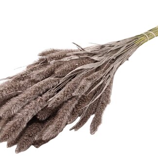 QC Dried Setaria | Colour: Champagne | Setaria Dried Flowers | Length ± 70 centimetres | Weight 210 grams | Per bunch
