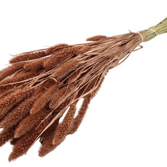 QC Dried Setaria | Colour: Copper | Setaria Dried Flowers | Length ± 70 centimetres | Weight 210 grams | Per bunch