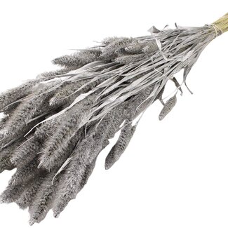 QC Dried Setaria | Colour: Silver | Setaria Dried Flowers | Length ± 70 centimetres | Weight 210 grams | Per bunch