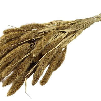 QC Getrocknete Setaria | Farbe: Goldfarben | Setaria Trockenblumen | Länge ± 70 Zentimeter | Gewicht 210 Gramm | Pro Bund