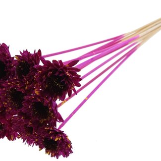 QC Shola Daisy Sunflower on stem | Colour: Speckled Lilac-coloured Yellow | Shola Daisy Sunflower | Diameter 6 centimetre | Length ± 50 centimetre | 10 picks per bunch | Per bunch