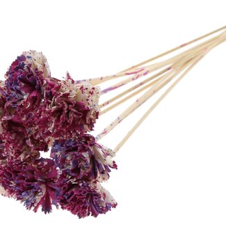 QC Shola Karnish Flower on stem | Colour: Multicoloured Cherry-coloured Milky purple | Diameter 6 centimeter | Length ± 50 centimeter | 10 picks per bunch | Per bunch