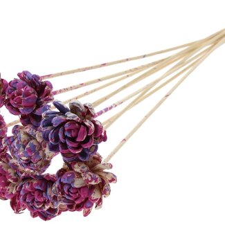 QC Shola Rose on stem | Colour: Multicoloured Cherry-coloured Milky purple | Shola New Beauty Rose | Diameter 6 centimetre | Length ± 50 centimetre | 10 picks per bunch | Per bunch