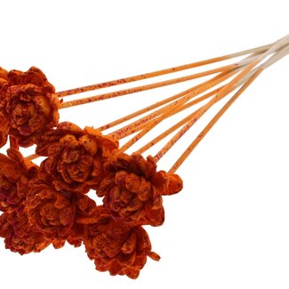 QC Shola Rose on stem | Colour: Multicoloured Speckled Orange Red | Shola New Beauty Rose | Diameter 6 centimeter | Length ± 50 centimeter | 10 picks per bunch | Per bunch