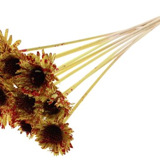 QC Shola Daisy Sunflower on stem | Colour: Speckled Yellow Red | Shola Daisy Sunflower | Diameter 6 centimetre | Length ± 50 centimetre | 10 picks per bunch | Per bunch