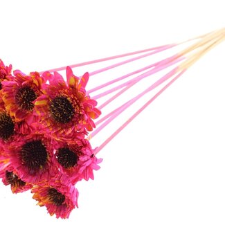 QC Shola Daisy Sunflower on stick | Colour: Speckled Cherry-coloured Yellow | Shola Daisy Sunflower | Diameter 6 centimetre | Length ± 50 centimetre | 10 accessory picks per bunch | Per bunch
