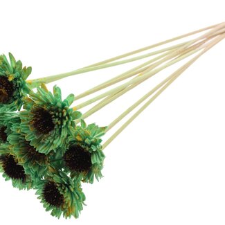QC Shola Daisy Sunflower on stake | Colour: Speckled Mint Green Yellow | Shola Daisy Sunflower | Diameter 6 centimeter | Length ± 50 centimeter | 10 picks per bunch | Per bunch