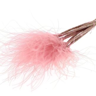 QC Dried Stipa Feather Grass | Colour: Pastel Pink | Stypha Penata Dried Flowers | Length ± 60 centimetres | 10 plumes per bunch | Per bunch