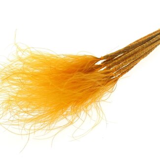 QC Dried Stipa Feather Grass | Colour: Apricot | Stypha Penata Dried Flowers | Length ± 60 centimetres | 10 plumes per bunch | Per bunch