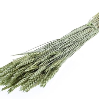 QC Dried Wheat | Colour: Pearl Mint Green | Triticum Dried Flowers | Length ± 60 centimetres | Weight 220 grams | Per bunch
