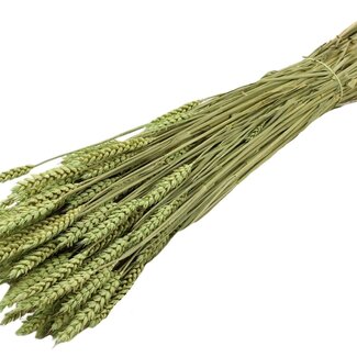 QC Dried Wheat | Colour: Frosted Mint Green | Triticum Dried Flowers | Length ± 60 centimetres | Weight 220 grams | Per bunch