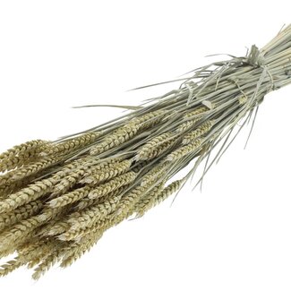 QC Getrockneter Weizen | Farbe: Frosted Hellgelb | Triticum Trockenblumen | Länge ± 60 Zentimeter | Gewicht 220 Gramm | Pro Bund