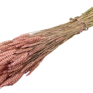 QC Dried Wheat | Colour: Frosted Pink | Triticum Dried Flowers | Length ± 60 centimetres | Weight 220 grams | Per bunch