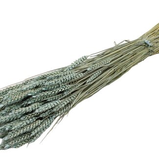 QC Getrockneter Weizen | Farbe: Frosted Hellblau | Triticum Trockenblumen | Länge ± 60 Zentimeter | Gewicht 220 Gramm | Pro Bund