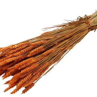 QC Dried Wheat | Colour: Orange | Triticum Dried Flowers | Length ± 60 centimetres | Weight 220 grams | Per bunch