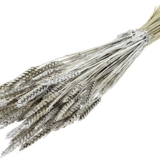 QC Dried Wheat | Colour: Platinum + Glitter | Triticum Dried Flowers | Length ± 60 centimetres | Weight 220 grams | Per bunch
