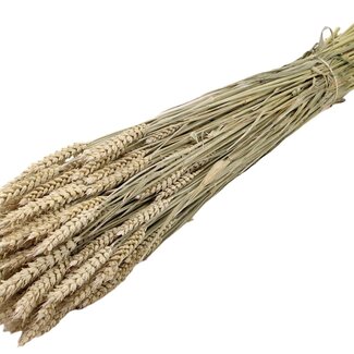 QC Dried Wheat | Colour: Frosted White | Triticum Dried Flowers | Length ± 60 centimetres | Weight 220 grams | Per bunch