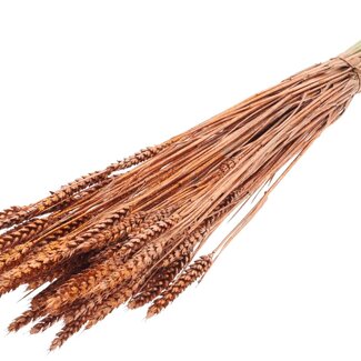 QC Dried Wheat | Colour: Copper + Glitter | Triticum Dried Flowers | Length ± 60 centimetres | Weight 220 grams | Per bunch