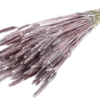 QC Dried Wheat | Colour: Champagne + Glitter | Triticum Dried Flowers | Length ± 60 centimetres | Weight 220 grams | Per bunch