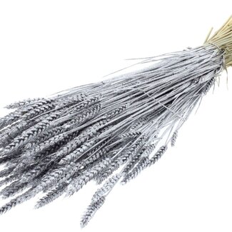 QC Dried Wheat | Colour: Silver + Glitter | Triticum Dried Flowers | Length ± 60 centimetres | Weight 220 grams | Per bunch