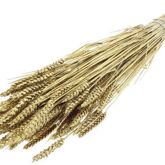 QC Dried Wheat | Colour: Golden + Glitter | Triticum Dried Flowers | Length ± 60 centimetres | Weight 220 grams | Per bunch