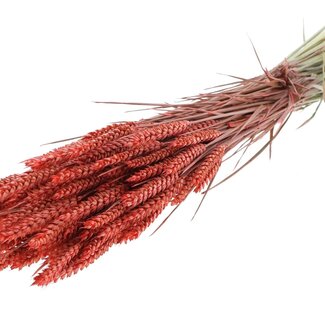 QC Getrockneter Weizen | Farbe: Korallenfarbe | Triticum Trockenblumen | Länge ± 60 Zentimeter | Gewicht 220 Gramm | Pro Bund