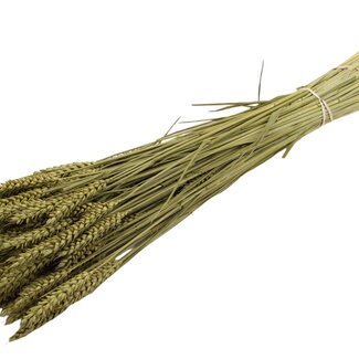 QC Dried Wheat | Colour: Olive Green | Triticum Dried Flowers | Length ± 60 centimetres | Weight 220 grams | Per bunch