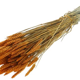 QC Dried Wheat | Colour: Apricot | Triticum Dried Flowers | Length ± 60 centimetres | Weight 220 grams | Per bunch