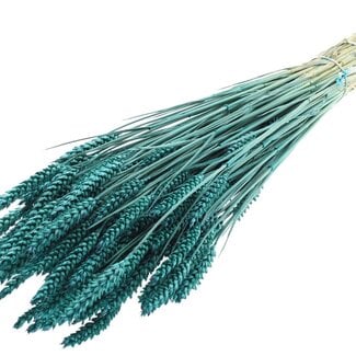 QC Dried Wheat | Colour: Turquoise | Triticum Dried Flowers | Length ± 60 centimetres | Weight 220 grams | Per bunch
