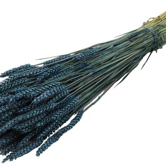 QC Dried Wheat | Colour: Dark Blue | Triticum Dried Flowers | Length ± 60 centimetres | Weight 220 grams | Per bunch