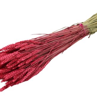 QC Dried Wheat | Colour: Cherry-Coloured | Triticum Dried Flowers | Length ± 60 centimetres | Weight 220 grams | Per bunch