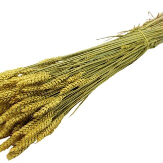 QC Dried Wheat | Colour: Yellow | Triticum Dried Flowers | Length ± 60 centimetres | Weight 220 grams | Per bunch