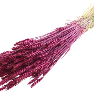 QC Dried Wheat | Colour: Lilac | Triticum Dried Flowers | Length ± 60 centimetres | Weight 220 grams | Per bunch