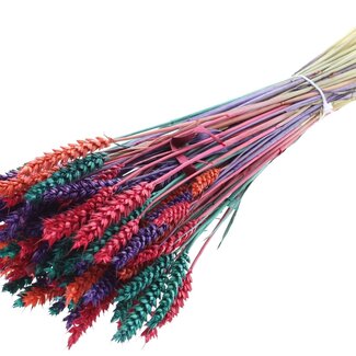 QC Dried Wheat "Colourful 4" | Colour: Mixed Colours | Triticum Dried Flowers | Length ± 60 centimetres | Weight 220 grams | Per bunch