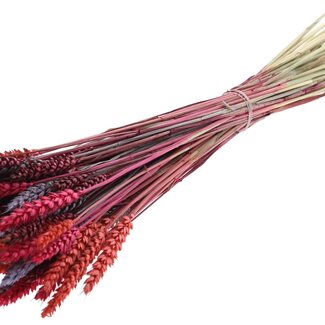 QC Dried Wheat "Colourful 9" | Colour: Mixed Colours | Triticum Dried Flowers | Length ± 60 centimetres | Weight 220 grams | Per bunch