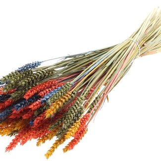 QC Dried Wheat “Colourful 6” | Colour: Mixed Colours | Triticum Dried Flowers | Length ± 60 centimetres | Weight 220 grams | Per bunch