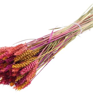 QC Getrockneter Weizen „Bunt 10“ | Farbe: Gemischte Farben | Triticum Trockenblumen | Länge ± 60 Zentimeter | Gewicht 220 Gramm | Pro Bund