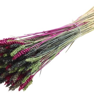 QC Dried Wheat “Colourful 8” | Colour: Mixed Colours | Triticum Dried Flowers | Length ± 60 centimetres | Weight 220 grams | Per bunch