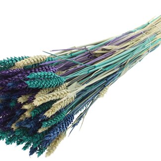 QC Dried Wheat "Scandinavian Mix" | Colour: Mixed Colours | Triticum Dried Flowers | Length ± 60 centimetres | Weight 220 grams | Per bunch