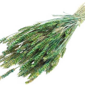 QC Dried Wheat "Multicolour" | Colour: Green | Triticum Dried Flowers | Length ± 60 centimetres | Weight 220 grams | Per bunch