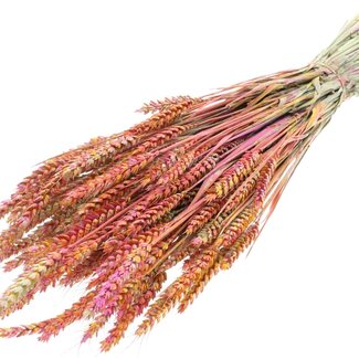 QC Getrockneter Weizen „Mehrfarbig“ | Farbe: Kirschrot | Triticum Trockenblumen | Länge ± 60 Zentimeter | Gewicht 220 Gramm | Pro Bund
