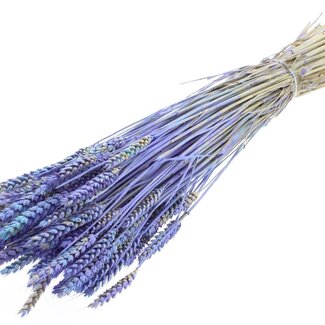 QC Dried Wheat "Multicolour" | Colour: Light Blue | Triticum Dried Flowers | Length ± 60 centimetres | Weight 220 grams | Per bunch