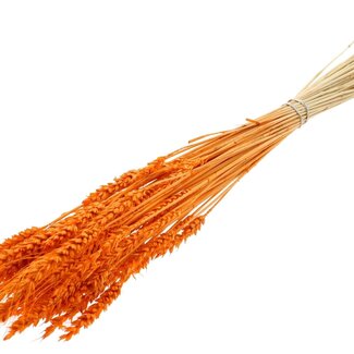 QC Dried Bleached Wheat | Colour: Orange | Triticum Dried Flowers | Length ± 60 centimetres | Weight 100 grams | Per bunch