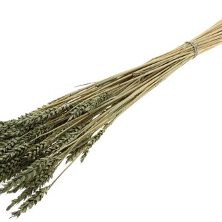 QC Dried Bleached Wheat | Colour: Olive Green | Triticum Dried Flowers | Length ± 60 centimetres | Weight 100 grams | Per bunch