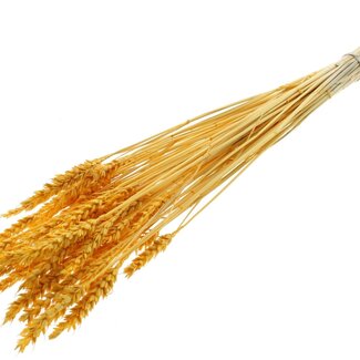 QC Dried Bleached Wheat | Colour: Apricot | Triticum Dried Flowers | Length ± 60 centimetres | Weight 100 grams | Per bunch