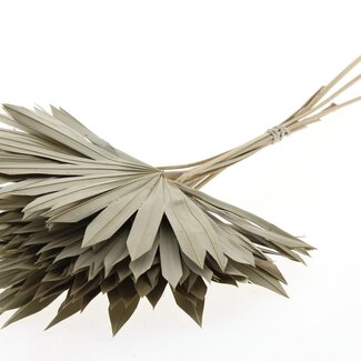 QC Dried Palm Sun Spear | Colour: Natural Grey-Green | Fan-Shaped Palm Leaves | Length ± 50 centimetres | 10 stems per bunch | Per bunch