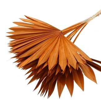 QC Getrocknete Palm Sun Spear | Farbe: Terrakotta | Palmblätter in Fächerform | Länge ± 50 Zentimeter | 10 Stiele pro Bund | Pro Bund